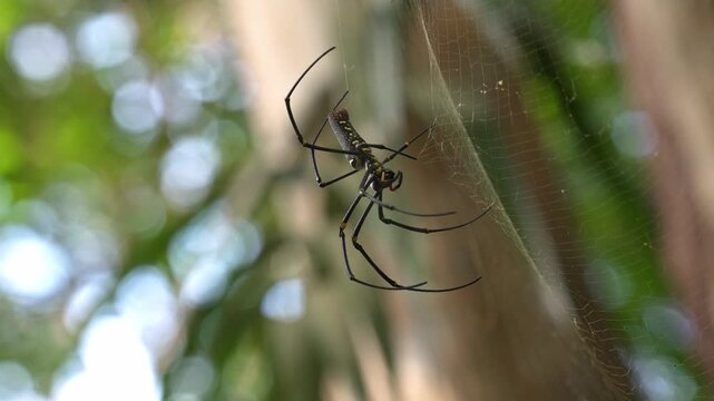 Macro static shot showing a profile view of a giant golden orb-weaver spider (Nephila pilipes) slowly stepping and climbing backward up the structural lines of its silk web.