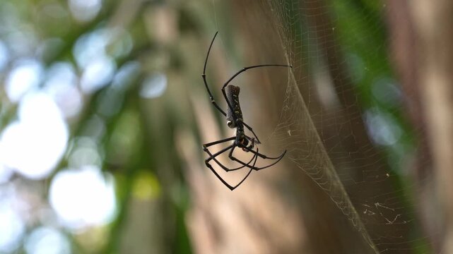 Macro static shot showing a profile view of a giant golden orb-weaver spider (Nephila pilipes) suspended on its golden silk web, actively moving its pedipalps and chelicerae while feeding on a wrapped