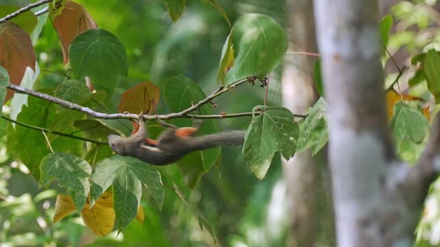 Medium tracking shot of a plantain squirrel (Callosciurus notatus) clambering beneath and over leafy branches while searching for food among canopy leaves.