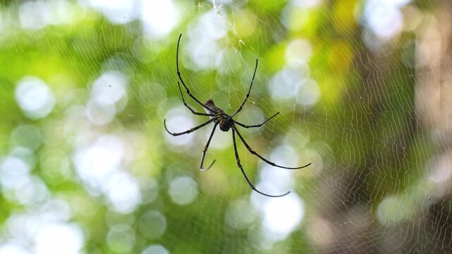 Macro low-angle static shot capturing the underside of a large golden orb-weaver spider positioned at the hub of its expansive, finely woven circular web against a bright canopy bokeh.