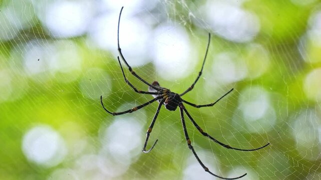 Tight macro static shot focusing on the yellow-banded joints, long black legs, and ventral markings of a golden orb-weaver spider anchored in its web.