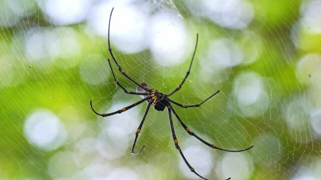 High-magnification macro static shot displaying the delicate claws gripping silk strands, cephalothorax, and elongated abdomen of a golden orb-weaver spider on its web.