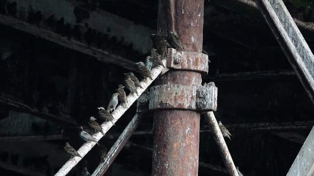 Ground-level footage of a flock of starlings gathering beneath Aberystwyth Pier, with the coastal structure creating a striking backdrop on the Welsh seafront.