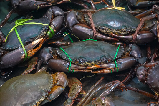a group of live mud crabs (Scylla species), commonly known as kepiting bakau, securely bound with red and blue plastic or rafia strings