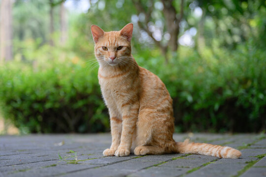The tabby cat is sitting on the ground in the park