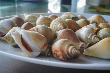 gonggong, a popular edible sea snail also known as the dog conch (Laevistrombus canarium), which is iconic to the Riau Islands and coastal regions in Indonesia © and