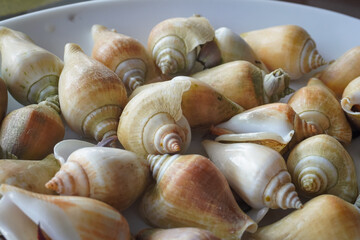  gonggong, a popular edible sea snail also known as the dog conch (Laevistrombus canarium), which is iconic to the Riau Islands and coastal regions in Indonesia © and