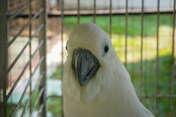 a yellow-crested cockatoo (Cacatua sulphurea) or a closely related white cockatoo with a prominent yellow crest inside an enclosure © and