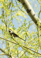 Long-tailed tit in blooming willow tree on a sunny spring day © LuuDieuThanh