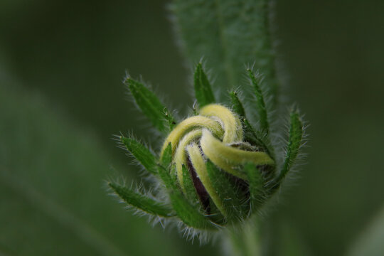 Yellow Flower Bud Emerging Among Green Sepals