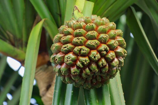 Tropical Screw Pine Fruit Cluster on Green Foliage