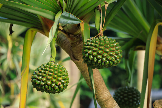 Hanging Green Pandanus Fruits on a Tropical Screw Pine Plant