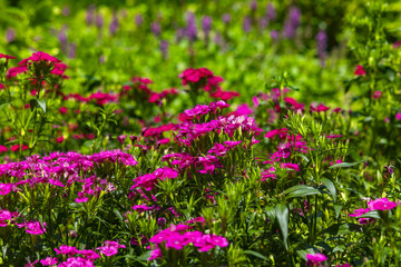 Fototapeta premium Pink Flowers Blooming in a Lush Garden