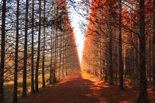 Autumn Tree-Lined Forest Path with Orange Foliage