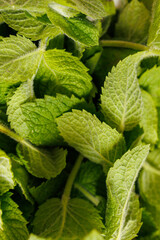 Fresh mint leaves growing in garden close up © Iryna Miadzvedzeva