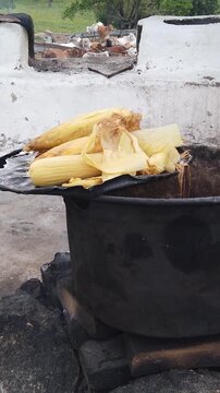 vertical shot of fresh corn cobs with husks partially peeled, placed on top of a large black cast iron pot over an open wood fire in a traditional outdoor artisanal kitchen in rural Honduras.