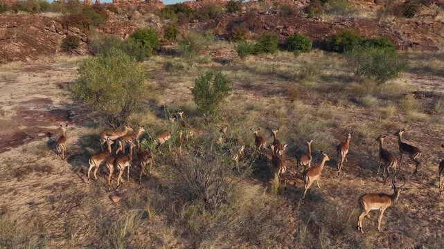 Herd of impala antelope gather on arid shrub land, golden hour aerial