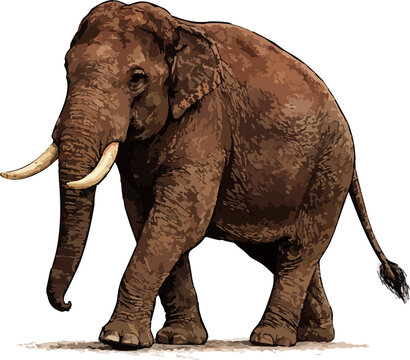 Elephas maximus illustration art