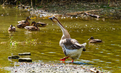 zwierze © Damian