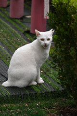 White Cat Sitting in a Garden © PhanMinh
