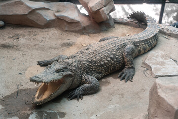 Fototapeta premium Crocodile Resting with Open Mouth in Zoo Enclosure