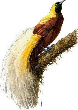 Paradisaea apoda illustration art