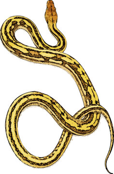Snake Python reticulatus illustration art