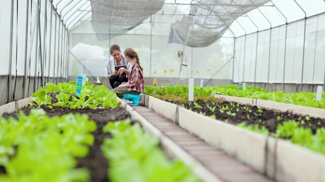 Person tending leafy greens inside a greenhouse with raised beds and irrigation, illustrating sustainable organic vegetable cultivation under protective shade nets.