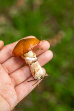 Woman's hand holds young Suillus luteus Slippery Jack mushroom freshly picked during foraging walk in forest. Concept of wild mushroom foraging and young specimen discovery in pine woodland setting.