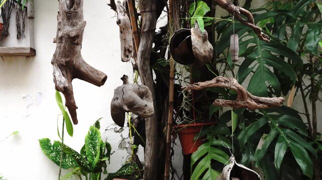 Hanging driftwood decorations and lush green foliage against a textured white wall