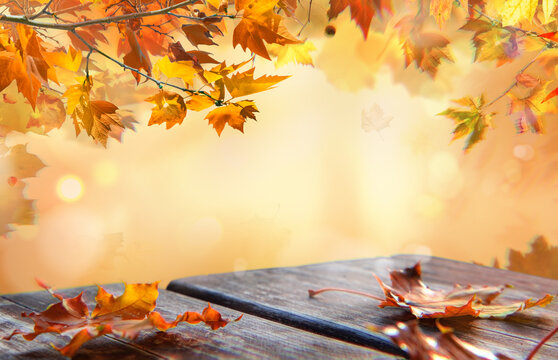 Fall scene in cream color shades. Autumn background with shadow of maple tree leaves on a wall.