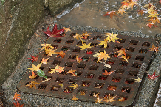 Autumn Leaves on Rusty Storm Drain Grate