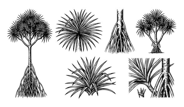 Pandanus Candelabrum Botanical Natural History Vintage Engraving Vector Set