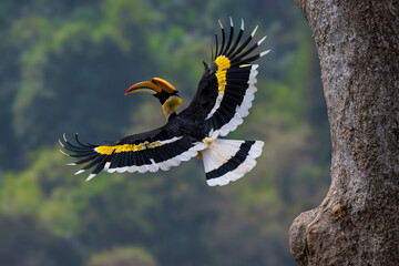Great hornbill in flight near a tree trunk © NgoLanThu