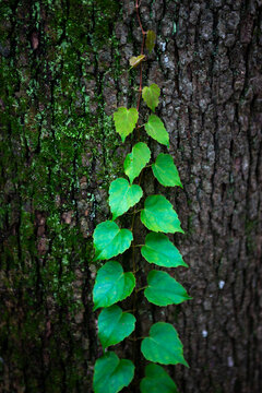 Green Vine Climbing Mossy Tree Bark