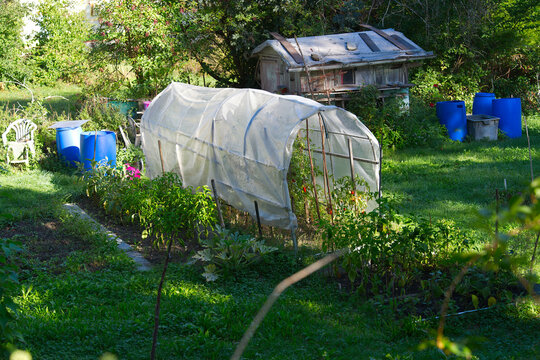 High angle view of garden plot with green house and tomatoes on a sunny summer morning. Photo taken September 6th, 2026, Zurich Schwamendingen, Switzerland.