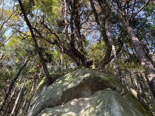 Forest Trees Growing Around a Large Mossy Boulder © NgoLanThu