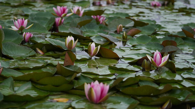 Pink Water Lilies on Calm Pond with Green Lily Pads