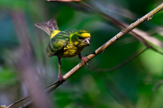 Girlitz // European serin (Serinus serinus)