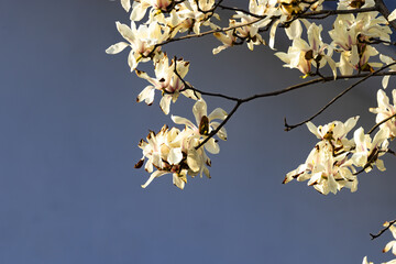 White magnolia blossoms on branches under clear blue spring sky © TrieuHao