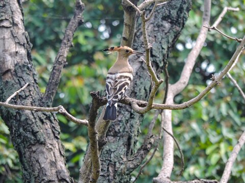 Eurasian Hoopoe Bird Perched on a Tree Branch