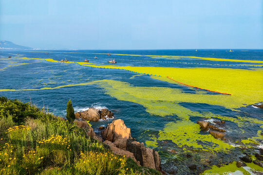 Summer ulva seaweed bloom along the rocky shoreline in Qingdao, China