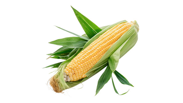 Fresh raw sweet corn ear with husk isolated on transparent background