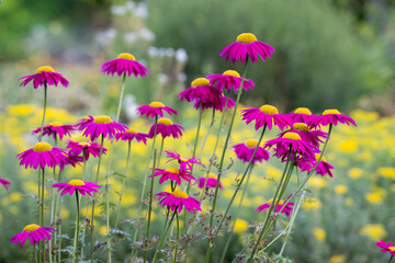 Tanacetum coccineum, painted daisy, with numerous vivid magenta-pink flowers and golden yellow centers blooming on tall slender stems in a lush summer meadow. A joyful drift of painted daisies. © Kaja
