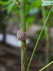 Small Snail Clinging to Green Plant Stem © TuongDuc
