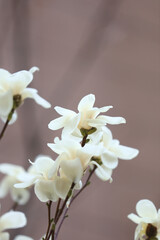 White magnolia blossoms on branch with soft brown background © ThaiKhanh