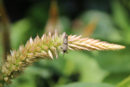 Little Bear Moths (Barred Needle-miner) on celosia or Cock's comb plant