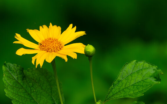 Mexikanische Sonnenblume (Tithonia diversifolia)
