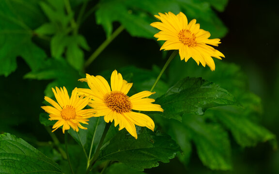 Mexikanische Sonnenblume (Tithonia diversifolia)