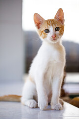 Young White and Ginger Cat Portrait © Aleksandr Rybalko